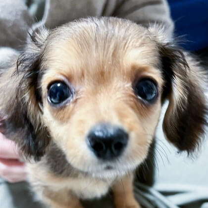 アキュラホーム神奈川スタッフの愛犬・愛猫たちをチラッとご紹介！